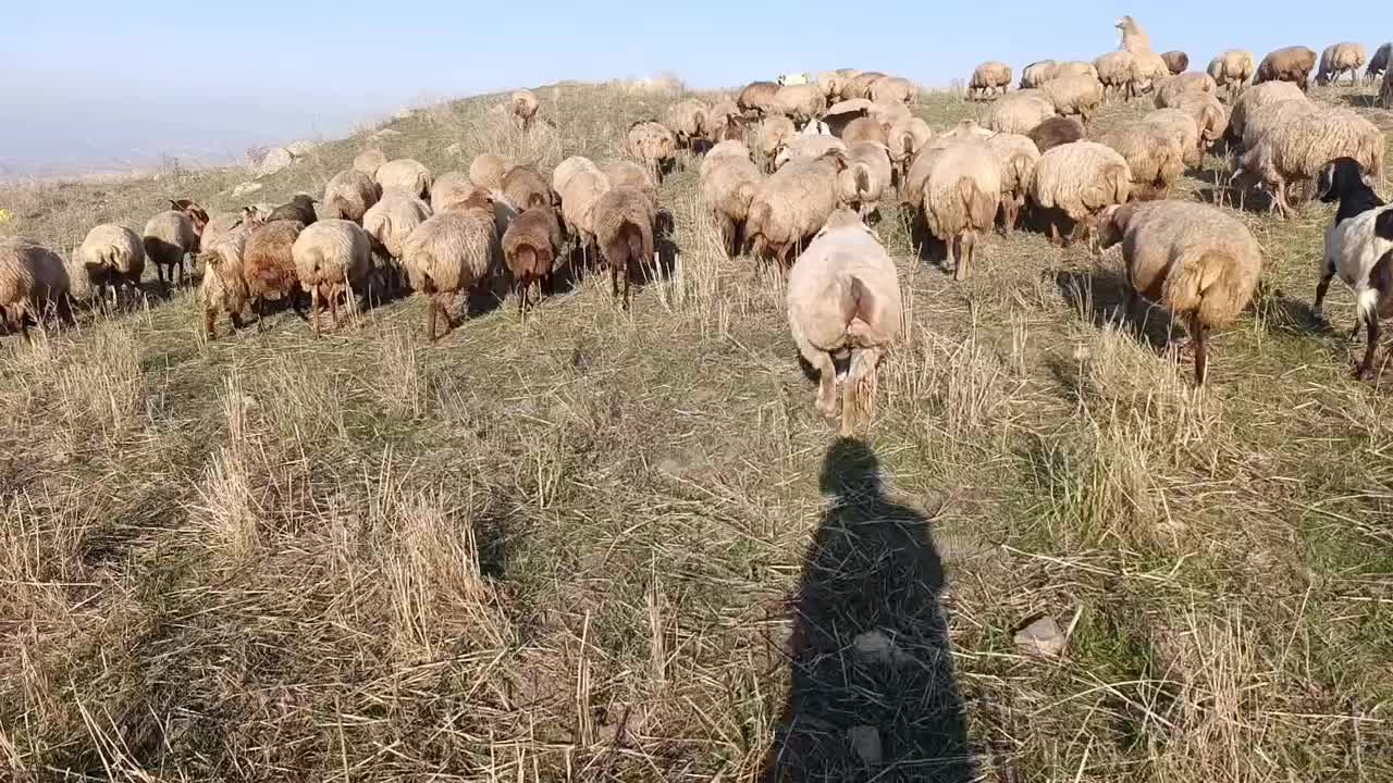 گوسفند مغانی|حیوانات مزرعه|قصابه, |دیوار