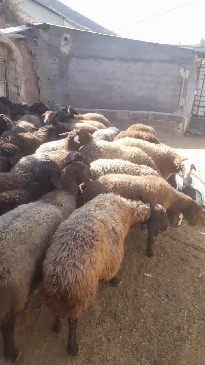 میش داشتی|حیوانات مزرعه|فیروزکوه, |دیوار