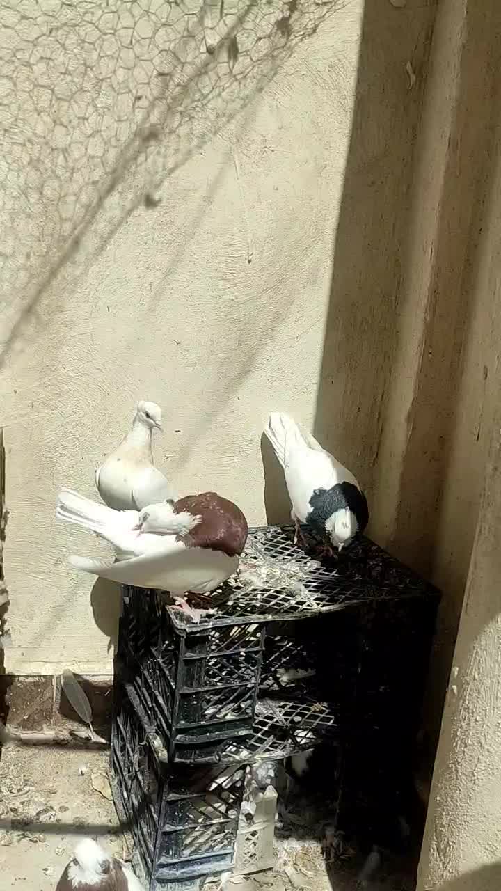 طوقی|پرنده|مشهد, نوید|دیوار