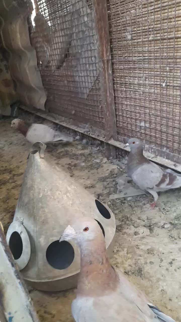 سار|پرنده|مشهد, کوشش|دیوار