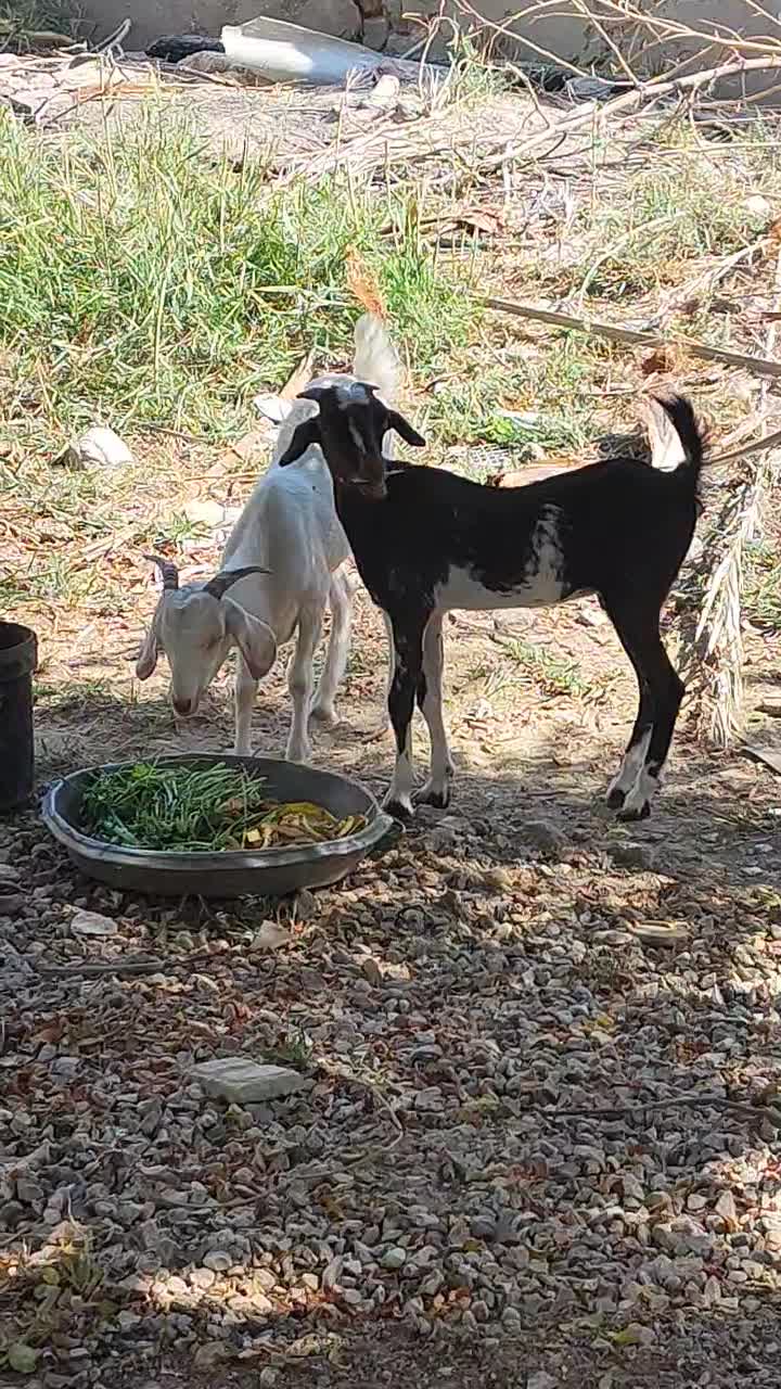 کهر|حیوانات مزرعه|بندرعباس, |دیوار