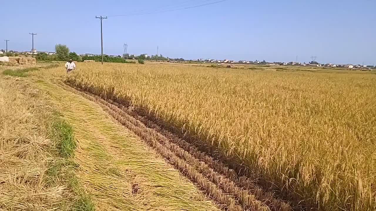 برنج هاشمی شهرستان آستارا|خوردنی و آشامیدنی|لوندویل, |دیوار