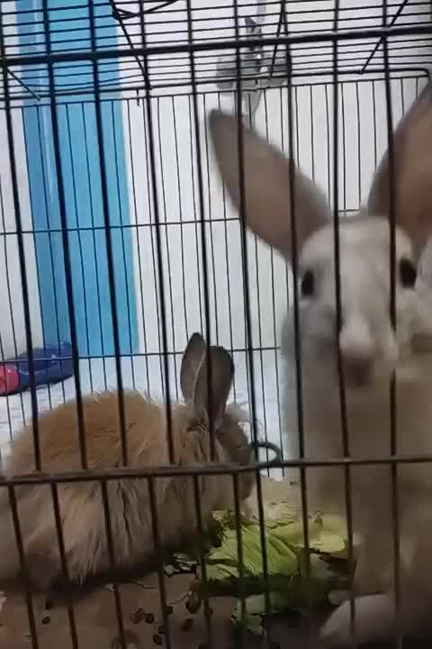 حیوان|موش و خرگوش|سبزوار, توحیدشهر|دیوار