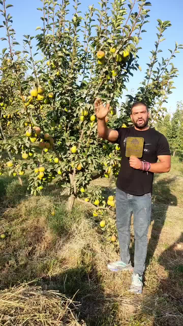 رقم های مختلف نهال مقاوم به سرما درنهالستان|خدمات باغبانی و درختکاری|بروجرد, |دیوار