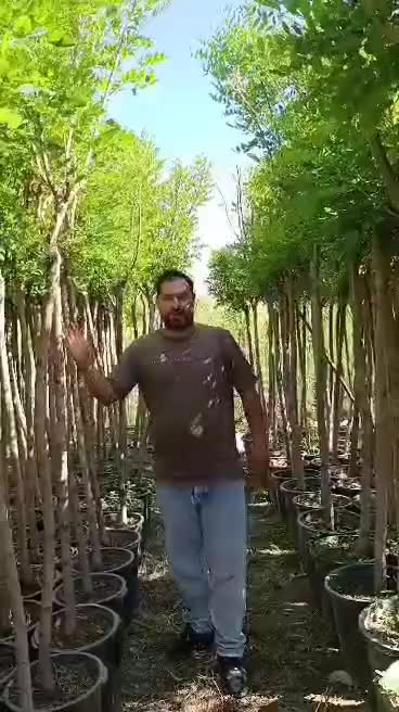نهال مخصوص سبزی طبیعت باغ محوطه نهال اقاقیا گلدانی|خدمات باغبانی و درختکاری|سنندج, |دیوار