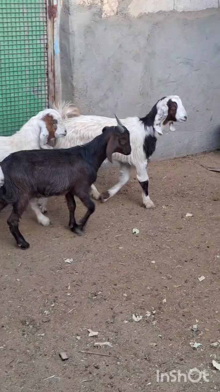 10راس بزغاله دورگ پاکستانی شیرمست موقعیت بردسکن|حیوانات مزرعه|مشهد, رباط طرق|دیوار