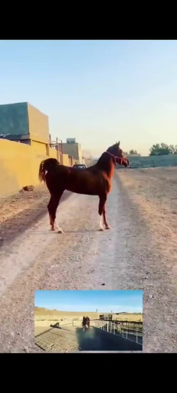 اسب|اسب و تجهیزات اسب‌سواری|نجف‌آباد, گلدشت|دیوار