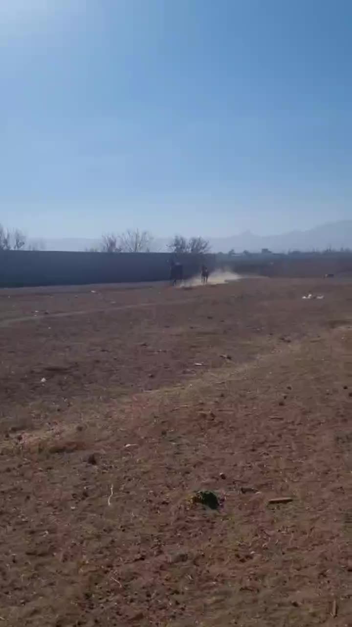 مادیان|اسب و تجهیزات اسب‌سواری|ماهیدشت, |دیوار