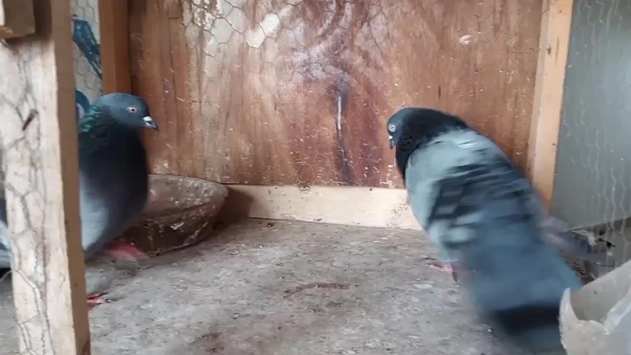 کفتر پرشی|پرنده|رشت, عینک|دیوار