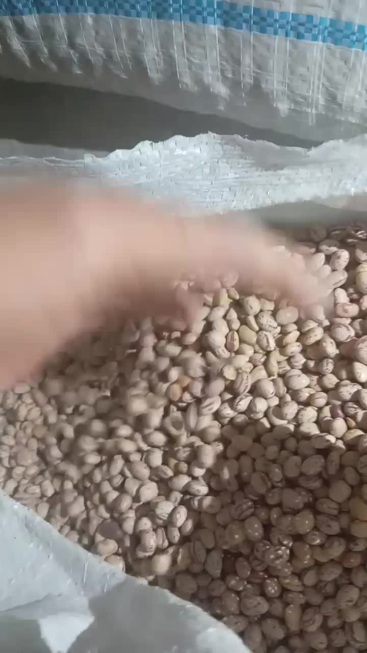 لوبیا چیتی سرحدی|عمدهفروشی|شیراز, باجگاه|دیوار