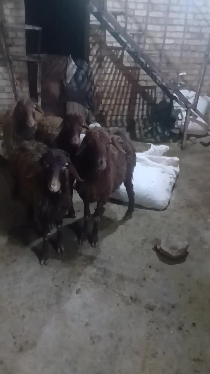 کاور|حیوانات مزرعه|دهگلان, |دیوار