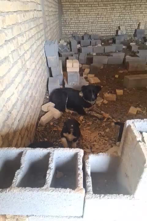 سگ لاس|سگ|بروجن, |دیوار