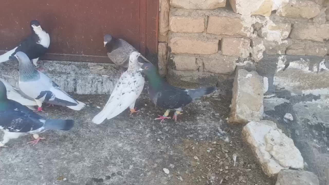 کبوتر|پرنده|خرمدشت, |دیوار