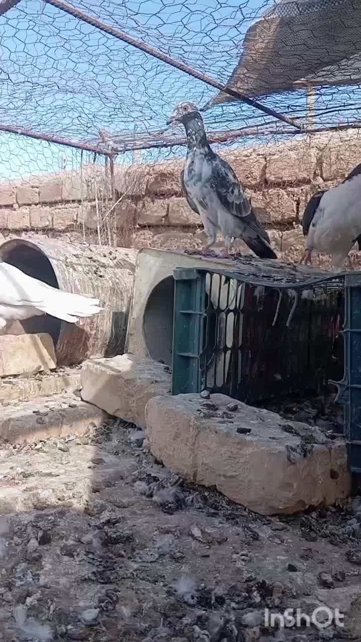 کفتر پرشی|پرنده|سده (خراسان جنوبی), |دیوار