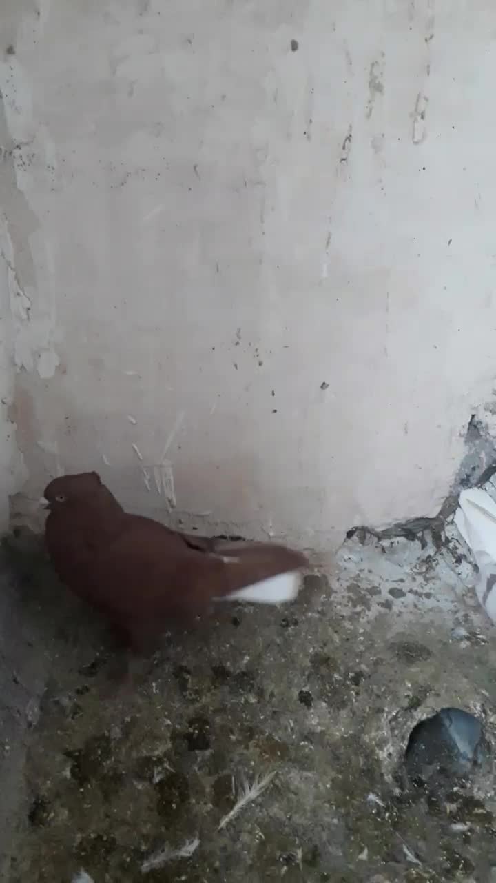 کبوتر|پرنده|تربت‌حیدریه, حیدرآباد|دیوار