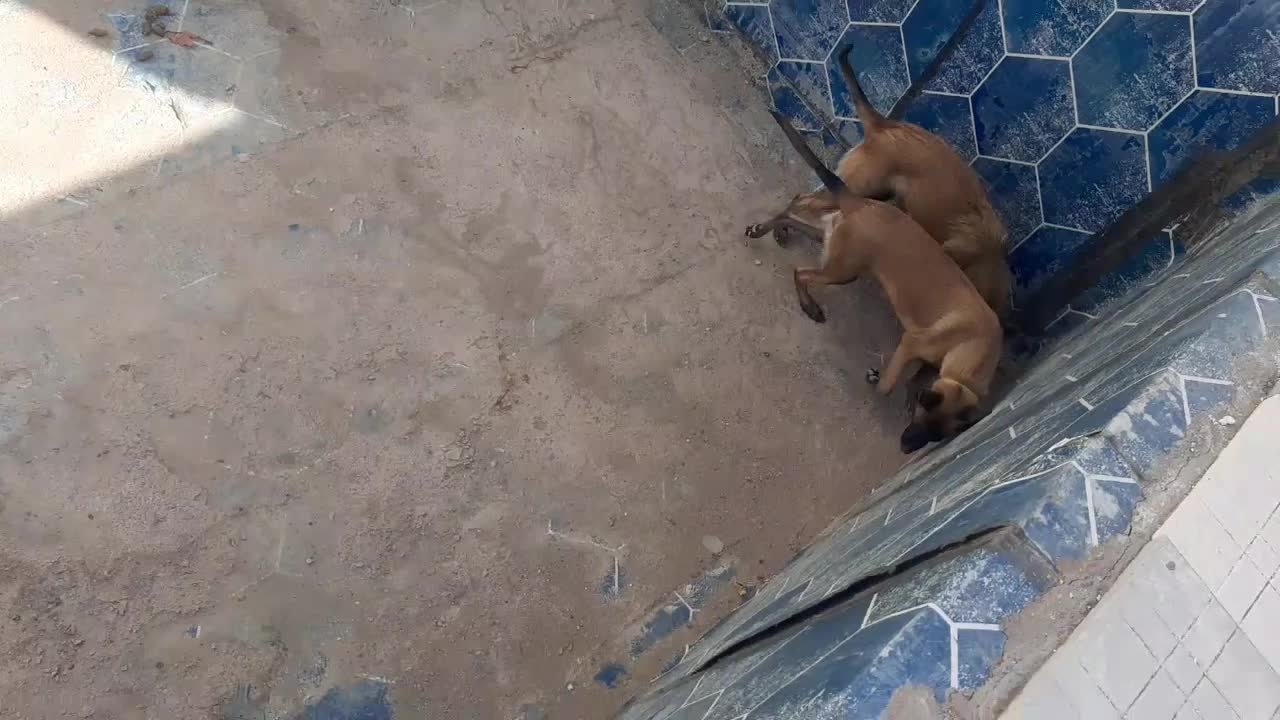 فروش ماده مالینیوز ۱۹ماهه اصل توله دهی خوب|سگ|سیرجان, |دیوار