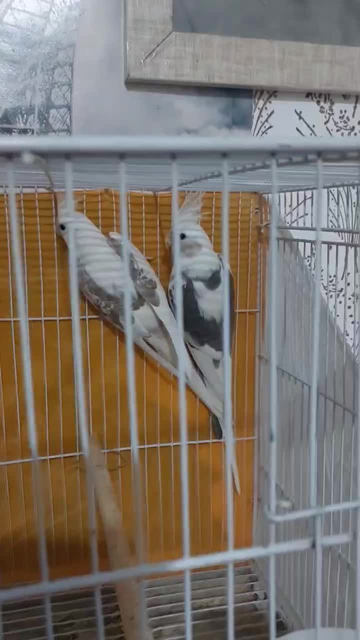 عروس هلندی آلبینو دوکت مولدضمانتی ۱۰۰٪|پرنده|تربت جام, امام|دیوار