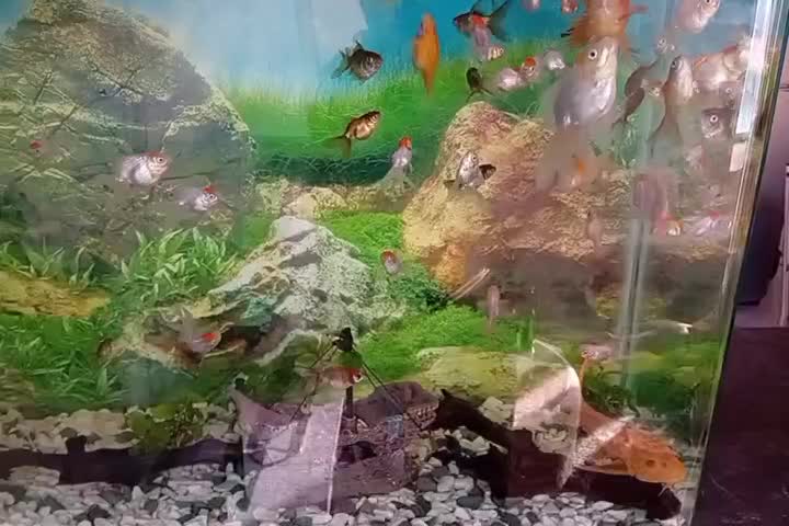 گلدفیش رد کپ و بوفالو|ماهی|مشهد, کوثر|دیوار