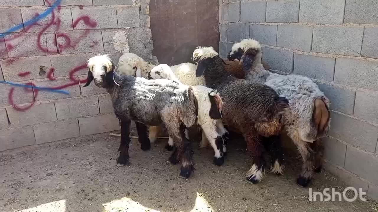 فروش کهره  و بره|حیوانات مزرعه|ارسنجان, |دیوار