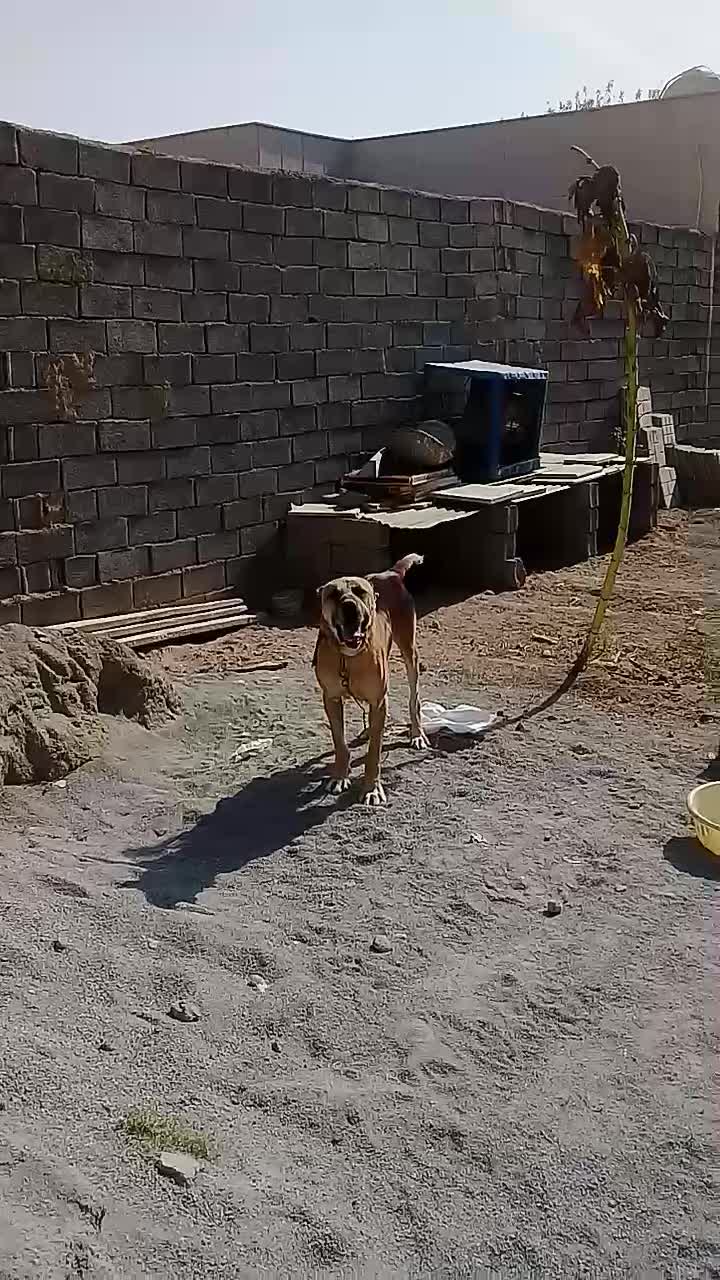 سرابی|سگ|ماهدشت, |دیوار