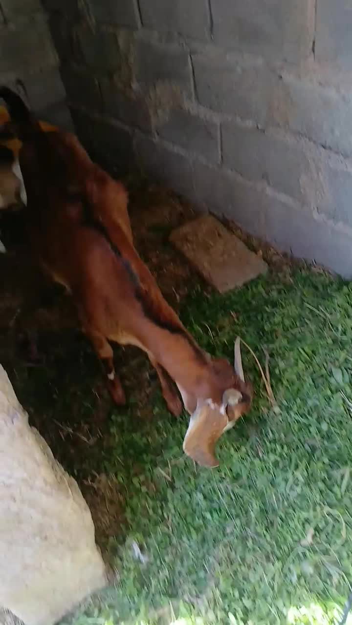 بز رشتی|حیوانات مزرعه|بم, |دیوار