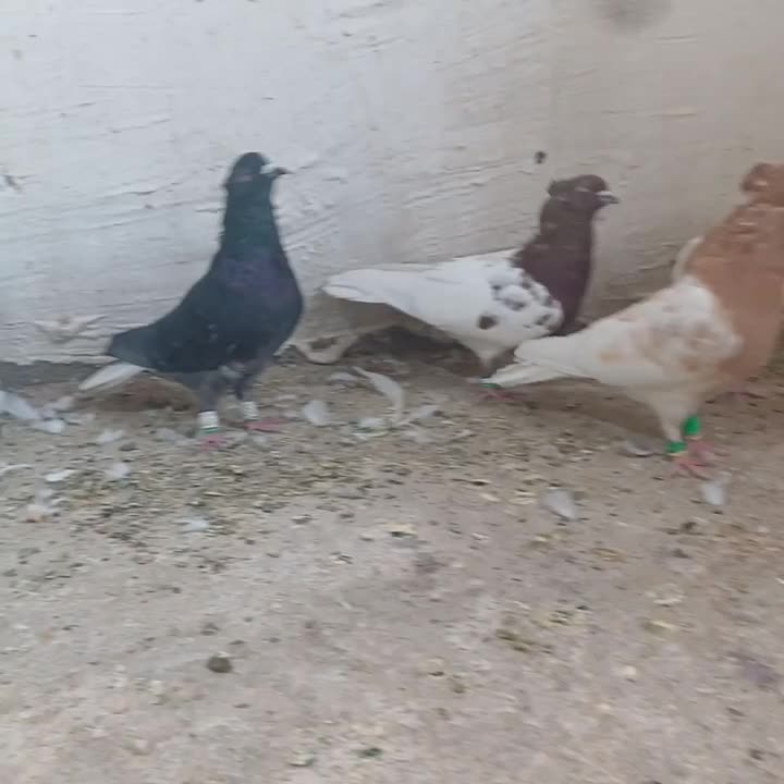 کبوتر رنگی|پرنده|فیروزآباد (فارس), |دیوار