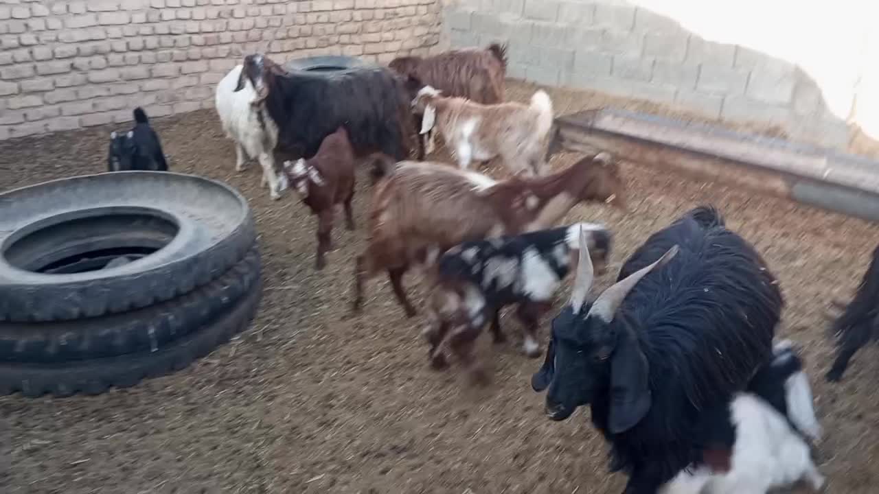 6راس بز زائیده جوان وپرشیر فروشی|حیوانات مزرعه|نیمبلوک, |دیوار