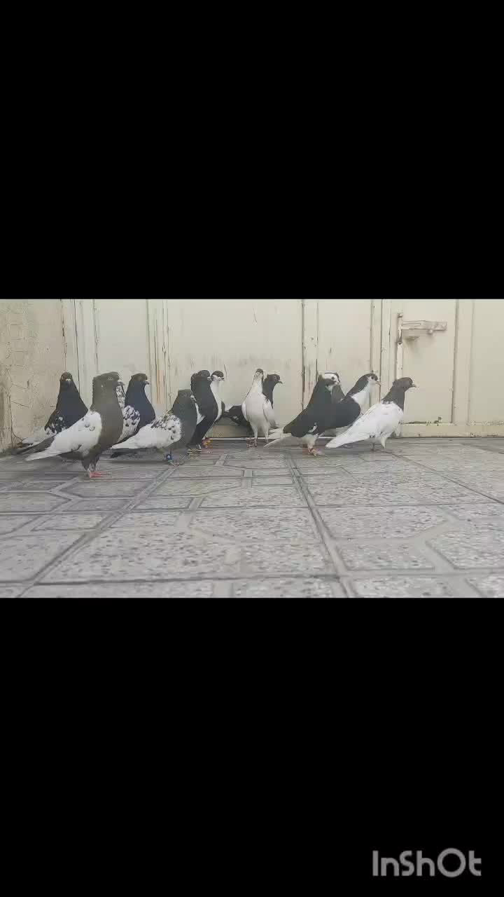 14کفتر هوایی شهری و بهبونی|پرنده|مرودشت, ابوذر شمالی‎|دیوار