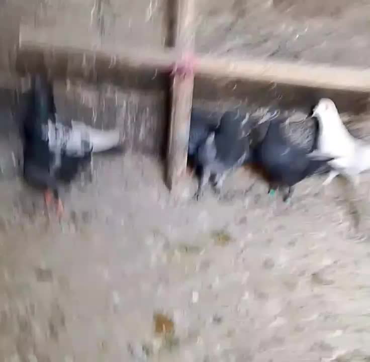 ۶عدد کفتر‌|پرنده|چناران, |دیوار