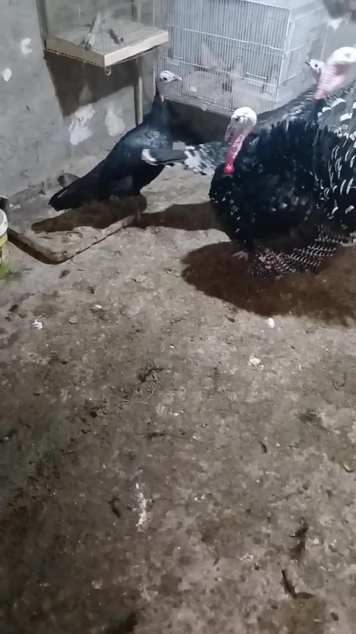 فروش بوقلمون|حیوانات مزرعه|گرگان, |دیوار