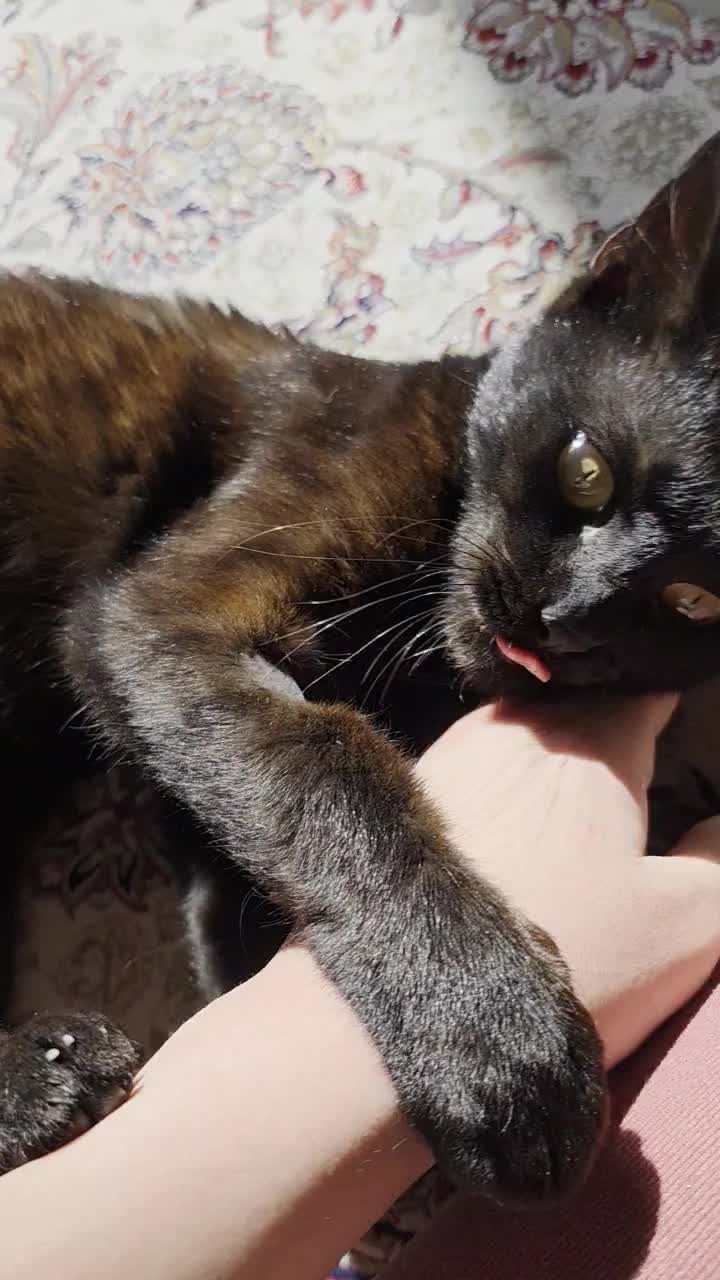 واگذاری گربه|گربه|شیراز, سیلو|دیوار