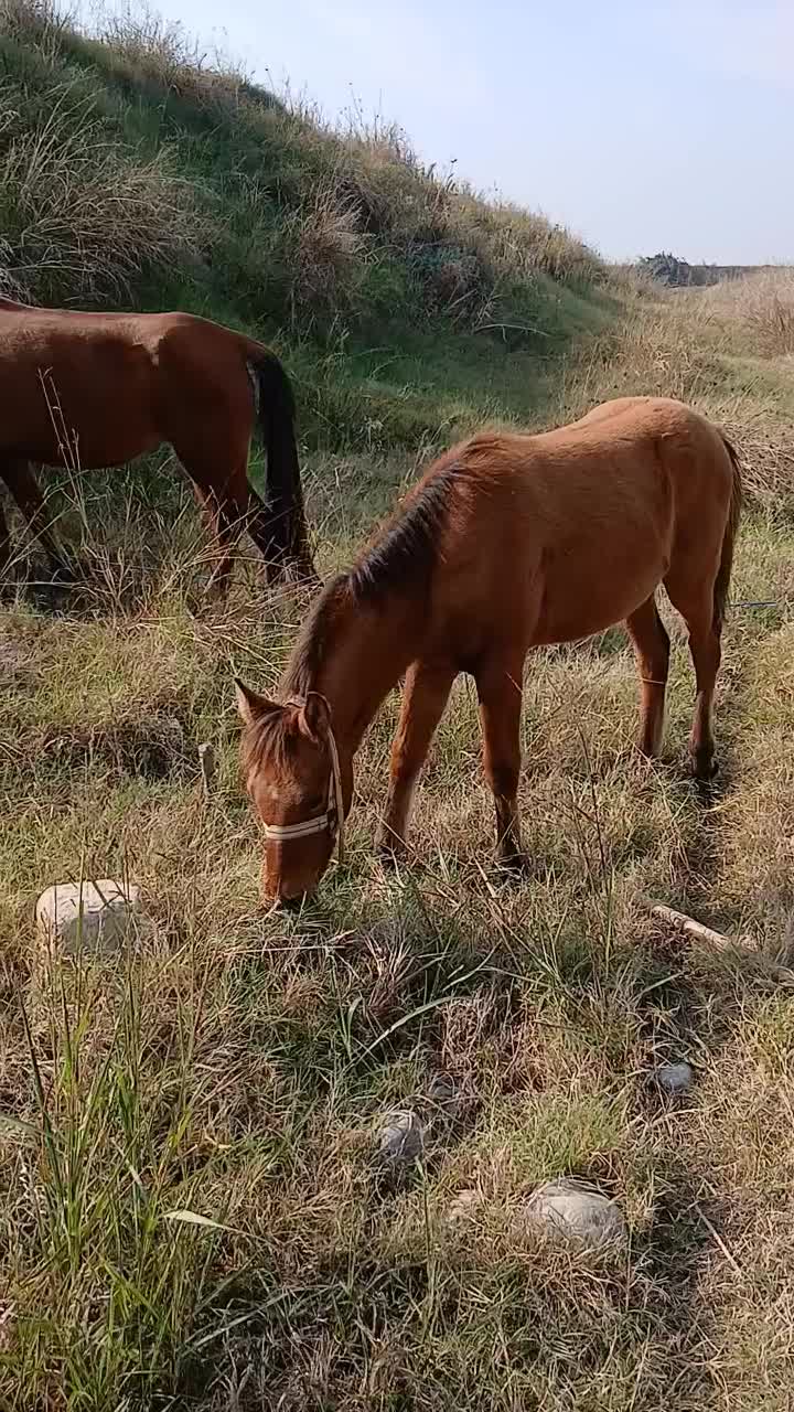 کره اسب ۷ ماه|حیوانات مزرعه|گرگان, |دیوار