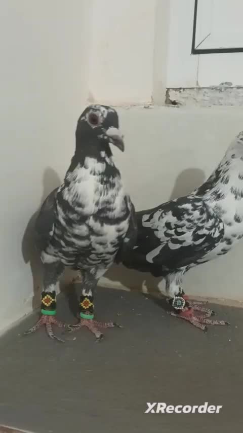 نرماده سوسکی آس|پرنده|تربت‌حیدریه, حاجی یار‎|دیوار