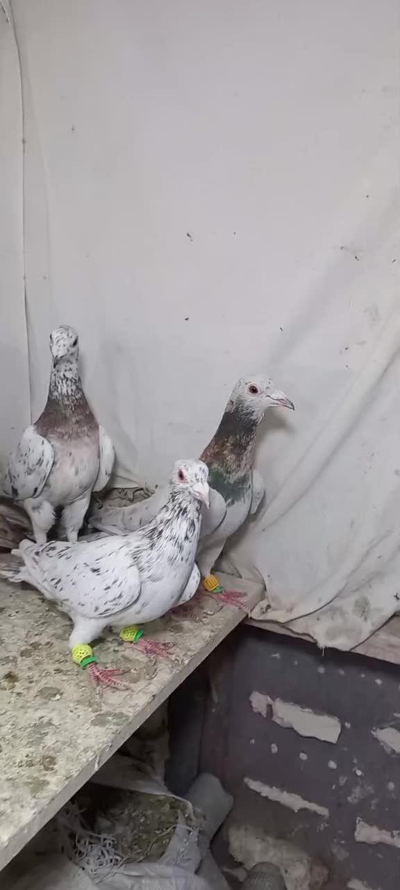 ۵ تا هفرنگ نر جوان یه ساله  زد و خردی|پرنده|قزوین, |دیوار