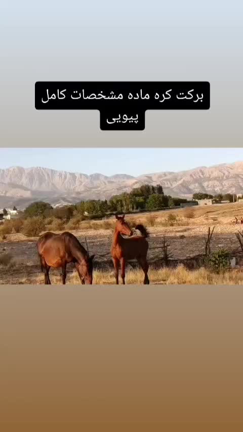 مادیون|اسب و تجهیزات اسب‌سواری|یاسوج, |دیوار