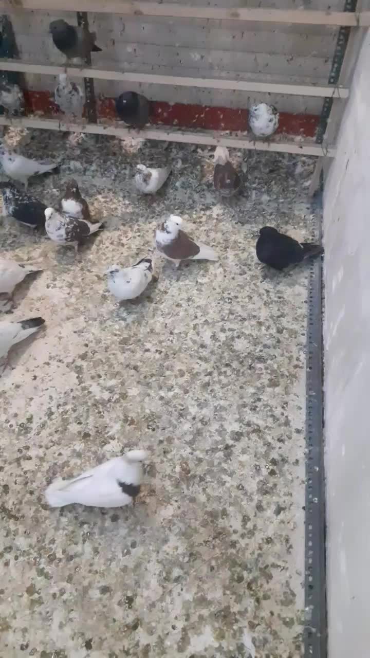 کبوترپرشی|پرنده|شهریار, شهرک مصطفی خمینی|دیوار