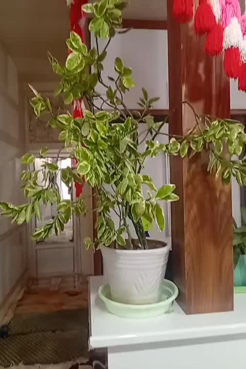 گل طبیی در یزدانشهر|گل و گیاه طبیعی|نجف‌آباد, یزدانشهر|دیوار