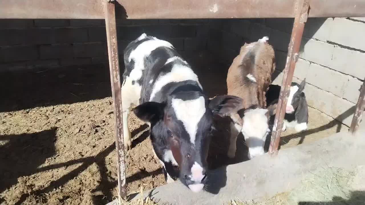 گوساله|حیوانات مزرعه|سده (خراسان جنوبی), |دیوار