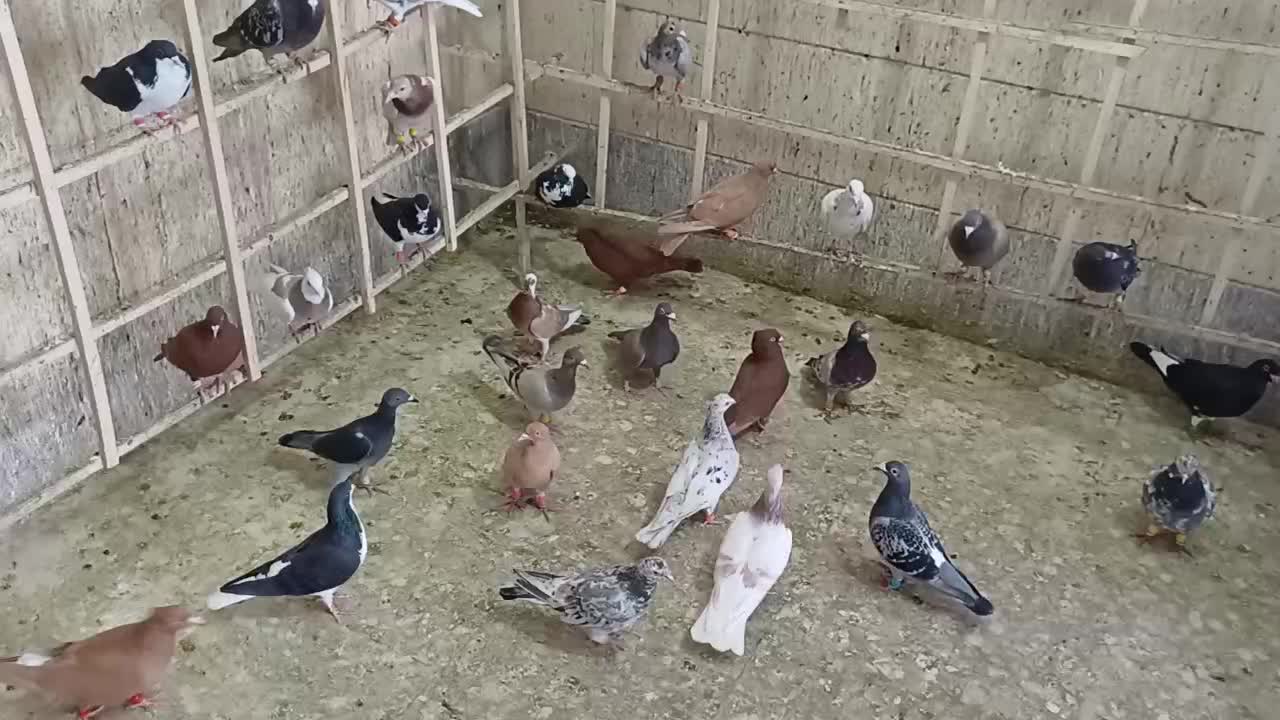 طوقی زرد نر|پرنده|اقبالیه, |دیوار