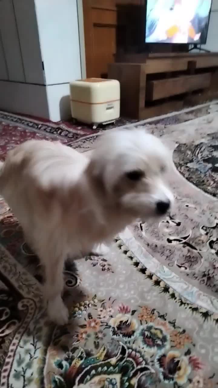 سگ کامل دستی|سگ|اصفهان, هیستان|دیوار