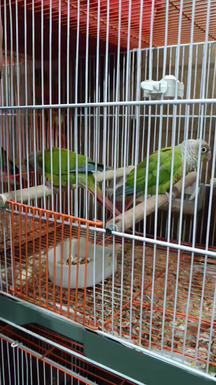 گرینچیک مولد|پرنده|ری, شهادت|دیوار