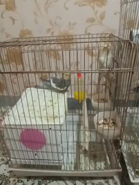 عروس هلندی نر و ماده با سه عدد جوجه|پرنده|قرچک, مهدیه|دیوار