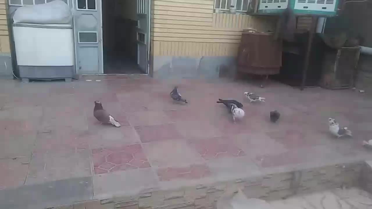 پرنده|پرنده|سربیشه, |دیوار