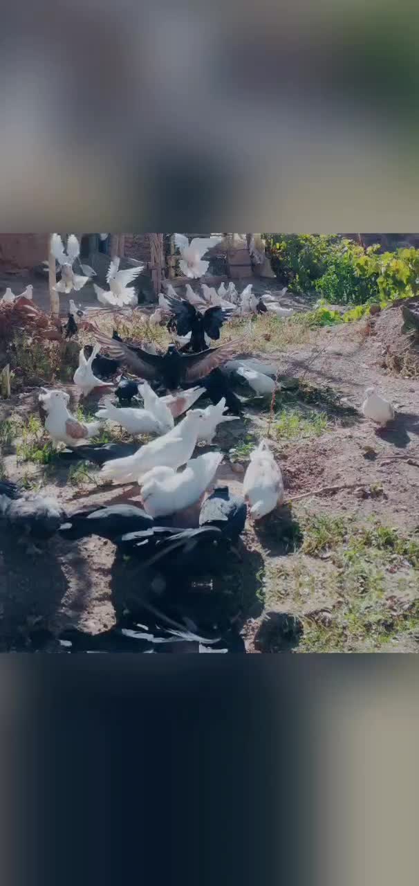 پرنده|پرنده|دوتپه, |دیوار