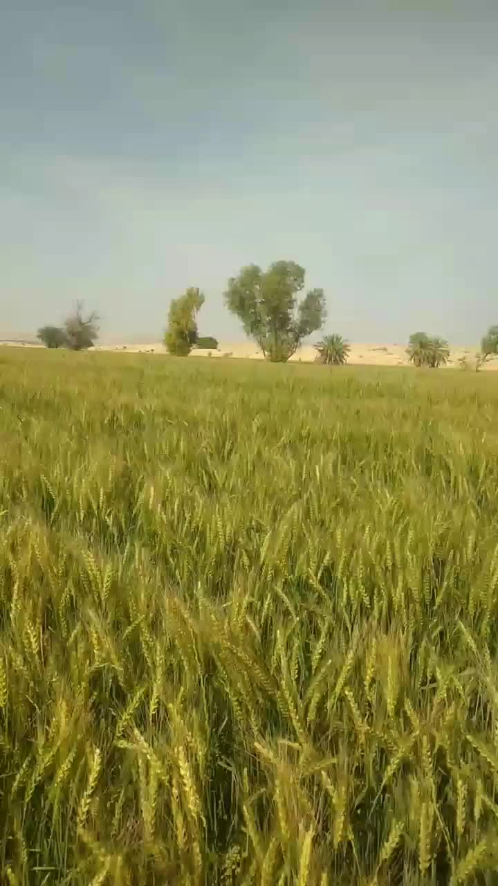 زمین کشاورزی خاک مرقوب|اجارهٔ دفتر صنعتی، کشاورزی، تجاری|امیدیه, |دیوار