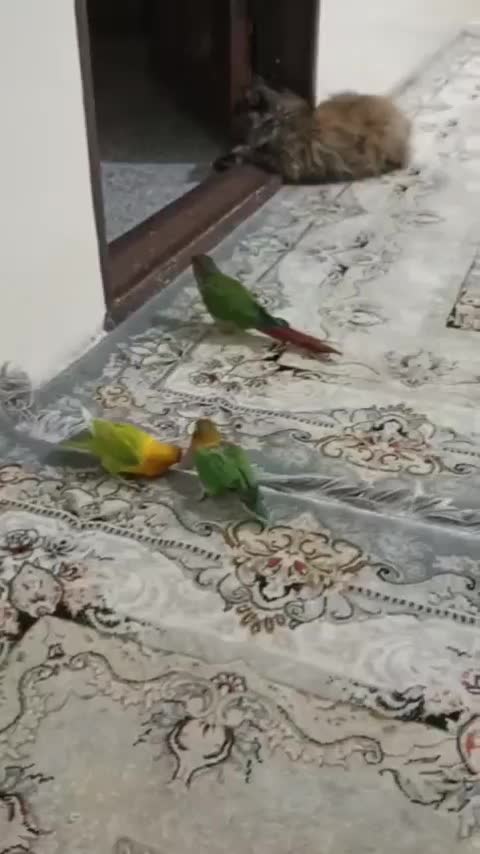 گربه پرشین اسکاتیش ،طوطی گیرینجیک،عروس هلندی|گربه|رباط‌کریم, شترخوار|دیوار