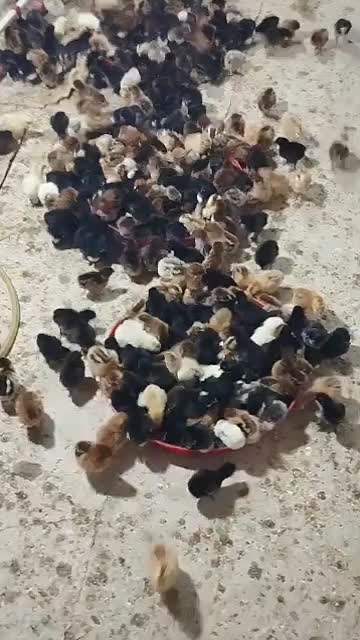 جوجه مرغ/اردک/ بوقلمون|حیوانات مزرعه|کازرون, |دیوار