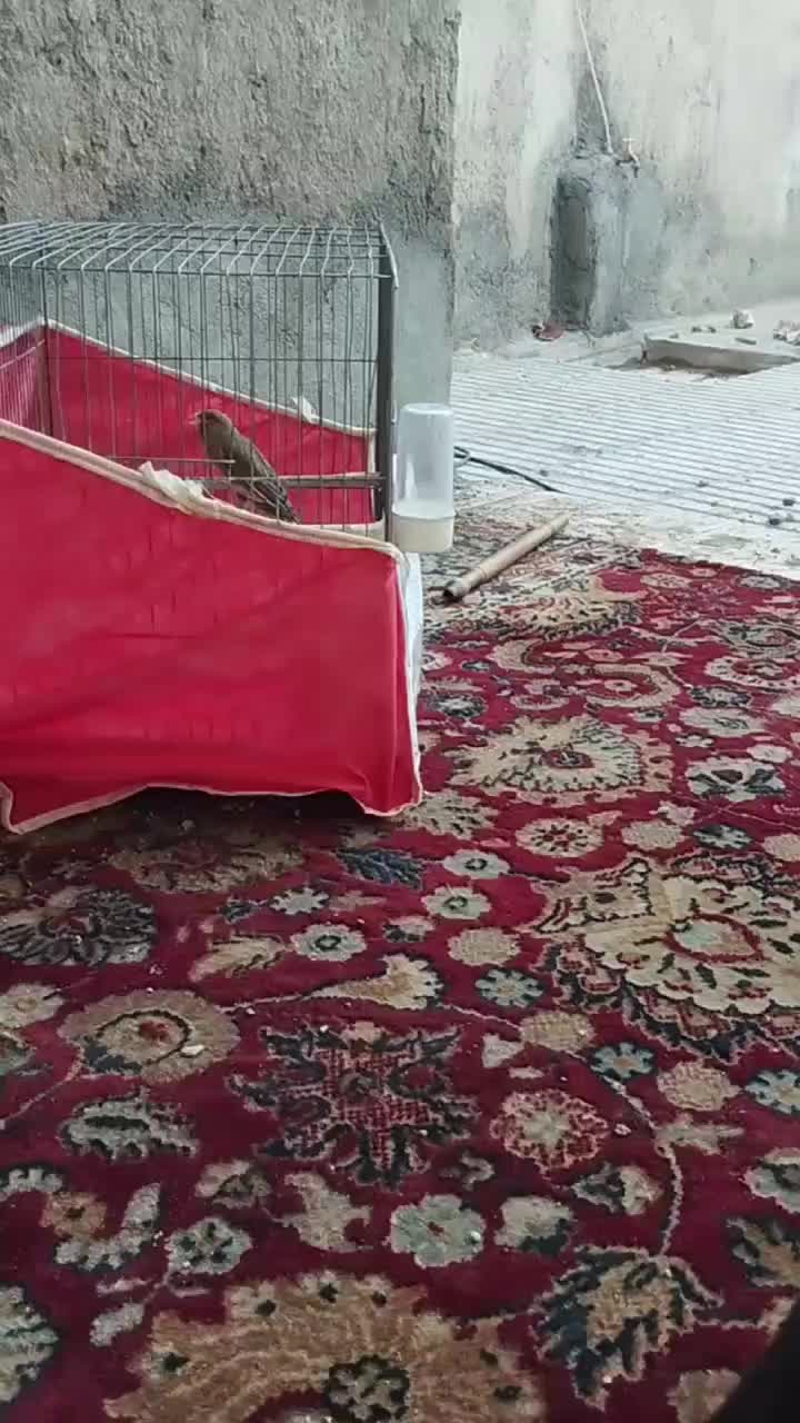 قناری نر|پرنده|مشهد, رضاییه|دیوار