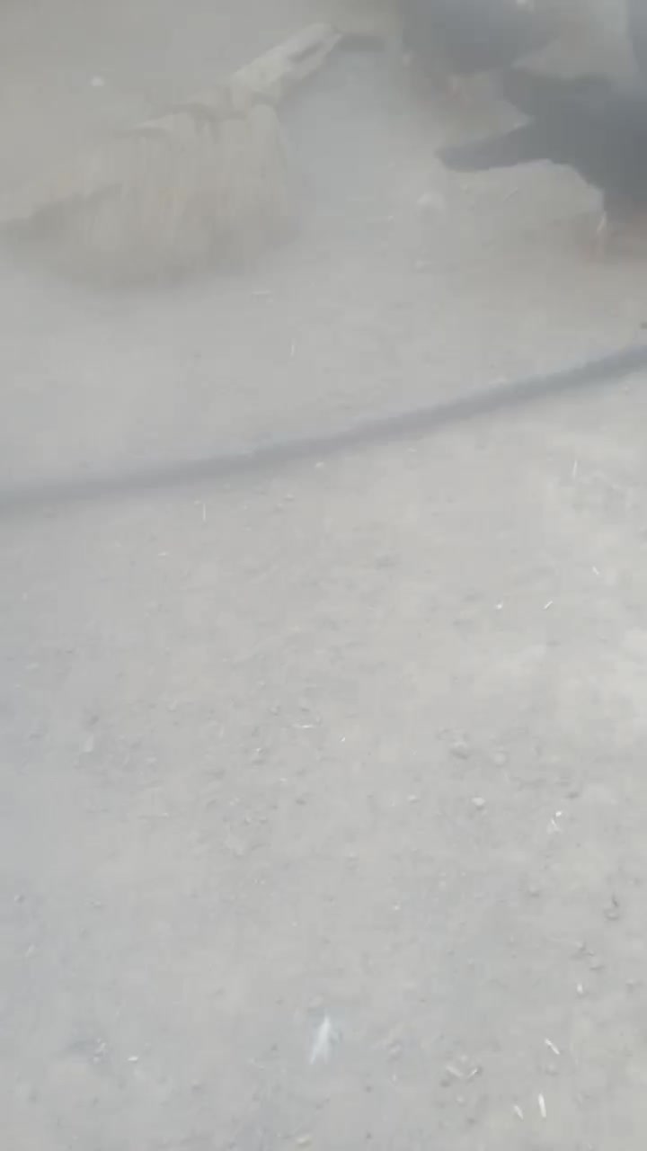 جفت زاغ بمی کلافه|پرنده|نرماشیر, |دیوار