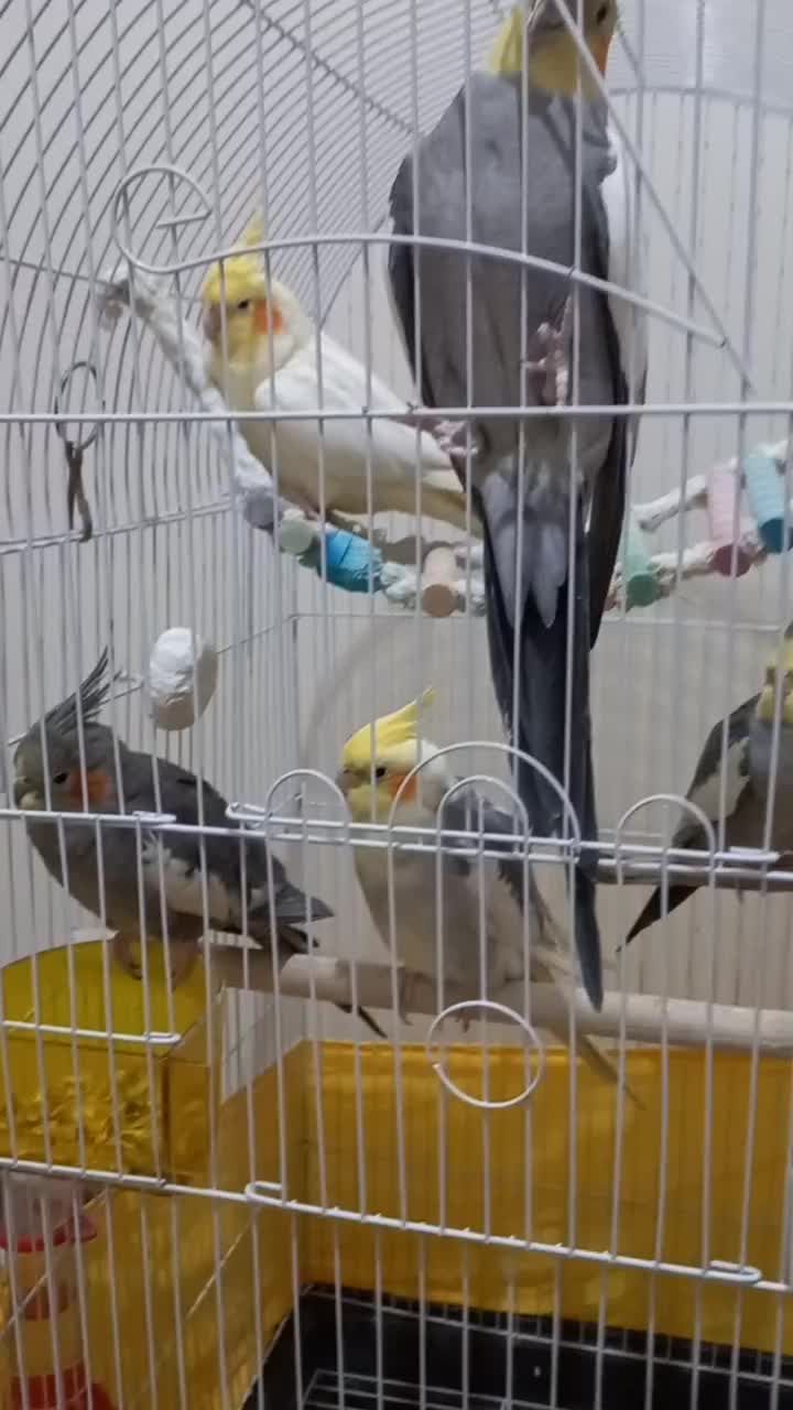 پرنده|پرنده|تهران, خواجه نصیر طوسی|دیوار